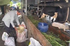 Video: Nông dân TP.HCM rớt nước mắt bán bò mua thức ăn chăn nuôi cầm cự thời bão giá