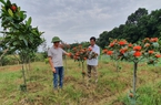 Trồng cây cảnh đẹp như phim ở một làng của Hà Giang, nhà nào cũng giàu lên trông thấy