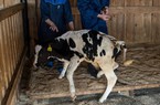 Nga ban bố tình trạng khẩn cấp ở Voronezh vì bùng phát dịch truyền nhiễm nguy hiểm