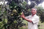 Trồng bưởi da xanh, nông dân Hòa Vang làm thế nào mà có thu nhập 200 triệu đồng/năm?