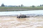 Mực nước đầu nguồn vùng Đồng Tháp Mười đã đến đâu mà ở Long An nông dân chuẩn bị mở đồng đón lũ?
