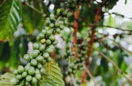 Giá cà phê 23/8: Nguồn cung Robusta tiếp tục cạn, các quỹ đầu cơ làm náo động giá cà phê