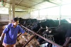 Đã mắt nhìn đàn bò, gà được nông dân ở đây vỗ béo chuẩn bị cho thị trường cuối năm và Tết