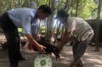 Nuôi gà ta thả dưới tán cây là nuôi kiểu gì ở Bình Định mà hễ nói bán là người ta mua hết sạch?