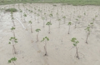 Vì sao Bộ NNPTNT xin giảm 100 triệu USD dự án trồng rừng ven biển do WB tài trợ?