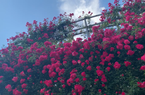 Vườn hoa hồng cổ hấp dẫn du khách đến với Sa Pa