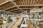 Trung Quốc mua gần 1 triệu tấn một loại tinh bột của Việt Nam để làm gì?