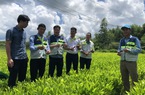 Dọc dãy Trường Sơn bạt ngàn rừng trồng xuất khẩu, gỗ có nguồn gốc nhờ những vườn ươm tiền tỷ