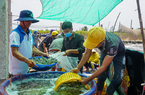 Ở Sóc Trăng, giá tôm tăng, doanh nghiệp thu gom nói câu gì khiến ai cũng bất ngờ