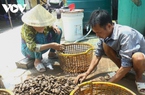 Chem chép là con gì mà người dân ven biển Đầm Dơi, Cà Mau bắt la liệt, kiếm ngon vài trăm nghìn đồng/ngày
