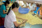 Mỹ, Trung Quốc đánh giá cao một loại hạt của Việt Nam, hiện đang là nguồn cung lớn nhất