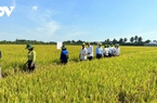 Giá lúa vụ Hè Thu ở Tiền Giang tăng gần 2.000 đồng/kg, nông dân phấn khởi thu hoạch