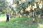 Yên Châu: Trồng cây ăn quả theo hướng hữu cơ, nông dân nâng cao thu nhập
