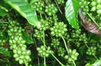 Giá cà phê 28/8: Thị trường cà phê đầu tuần lặng sóng, hai sàn tăng giảm trái chiều