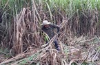 Ấn Độ cấm xuất khẩu đường, các công ty có công suất luyện đường RE lớn được hưởng lợi?