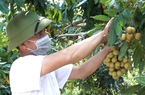 Trồng cây ăn quả hữu cơ, hướng phát triển nông nghiệp bền vững ở Sơn La