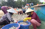 La liệt loài cá tươi rói xuất lộ ở một vùng biển Bà Rịa-Vũng Tàu, dân kéo lưới bắt vô số, kiếm khối tiền