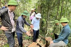 Thanh Hoá vận động dân tố giác đối tượng có hành vi khai thác rừng trái pháp luật