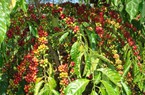 Giá cà phê 30/8: Cà phê trong nước chạm mốc 66.000 đồng/kg, cách làm cho bộ rễ cây cà phê khỏe