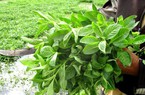 Tình cờ lấy cây rừng về giâm ở đất phèn, nông dân Tây Ninh hái lá bán vào siêu thị, cả làng phục lăn