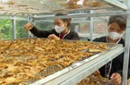 Năng lượng mặt trời đang giúp phụ nữ dân tộc Vân Kiều ở Quảng Trị có việc làm, thu nhập, ai cũng vui