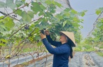 Nông dân Vĩnh Phúc trồng nho công nghệ cao thu tiền tỷ từ vốn Quỹ HTND