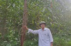 37 năm làm trưởng xóm, một người dân tộc Sán Dìu giúp bà con quanh vùng có việc làm, thu nhập tốt