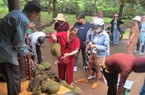 Trồng "cây tiền tỷ", nuôi cá, khách du lịch kéo đến xem, nông dân Bà Rịa–Vũng Tàu thu tiền tỷ