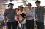 Nông dân một huyện ở Quảng Trị nuôi giống gà gì mà "giỏi chịu nóng", thịt ngon thì ai cũng khen?