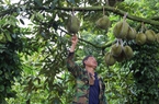 Ở Đắk Lắk giá sầu riêng cao ngất, vì sao ngành chức năng cảnh báo nông dân nhiều rủi ro?