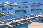 Seaprodex (SEA): Lãi quý II tăng 13% nhưng lợi nhuận 6 tháng vẫn đi lùi