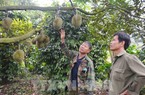 Giá sầu riêng đầu vụ tăng cao, nhộn nhịp "cọc, chốt"