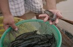 Một nông dân Nam Định xuất bán 300 tấn cá bống bớp, bán sang cả Trung Quốc, Hồng Kông
