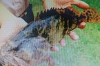 Nuôi loại cá thịt chắc, nở như thịt gà ta, nông dân Quảng Ngãi vớt bắt lên nhiều người tò mò đến xem
