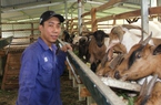 Lương thấp, 9X Quảng Trị cất bằng cử nhân, bỏ phố về nuôi bò, nuôi vịt, thu 500 triệu/năm