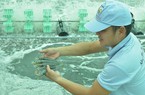 Giá tôm nguyên liệu đang ở mức thấp nhất kể từ đầu năm 2023