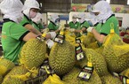 Xuất khẩu rau quả “bùng nổ”, Việt Nam có thể thu 5 tỷ USD