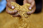 Thái Lan sẽ không hạn chế xuất khẩu gạo để tận dụng cơ hội