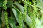 Trung Quốc gom đủ lượng hàng cần thiết, giá một loại hạt chủ lực của Việt Nam giảm trở lại
