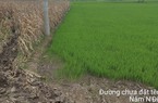 Giữa mùa mưa, hàng nghìn hecta lúa ở Đắk Nông có nguy cơ mất trắng
