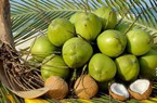 Mỹ thông báo có thể ‘ngay lập tức’ nhập khẩu dừa non Việt Nam