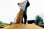 Giá gạo xuất khẩu giảm, kéo giá lúa trong nước đi xuống
