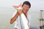 Một loài cá ngon ở Cà Mau sao lại gọi tên là cá dứa, tới mùa kéo hàng đàn tranh ăn trái mắm?
