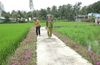 Đường hoa mười giờ nông thôn mới đẹp như phim ở một xã của Tiền Giang