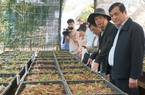
Quảng Nam: Chấm dứt hoạt động dự án đầu tư nhà máy chế biến sâm và cây dược liệu
