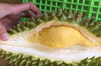 Giá sầu riêng ngày 11/9: Diễn biến xấu, giá sầu riêng Thái tiếp tục giảm