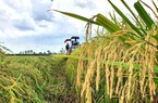 Giá lúa gạo chững, lo nguồn cung gạo không đủ đáp ứng nhu cầu tăng của thị trường
