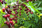 Giá cà phê ngày 13/9: Hai sàn điều chỉnh giảm, xoay quanh ngưỡng 66.000 đồng/kg
