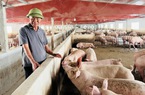 Từng lỗ gần 10 tỷ vì nuôi lợn, một nông dân Phú Thọ vừa được bình chọn là Nông dân Việt Nam xuất sắc
