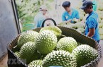 Trung Quốc chi hơn 2,2 tỷ USD mua loại hoa quả nào của Việt Nam?